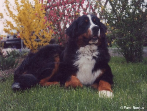 Bruno von der Jakobshöhe
