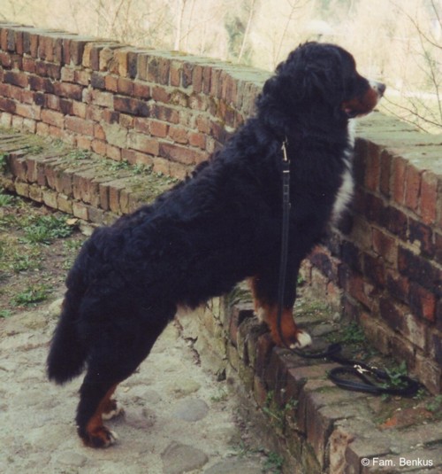 Erinnerung an Bruno 17