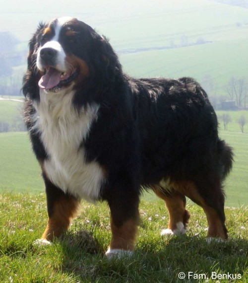 Finn von der Jakobshöhe